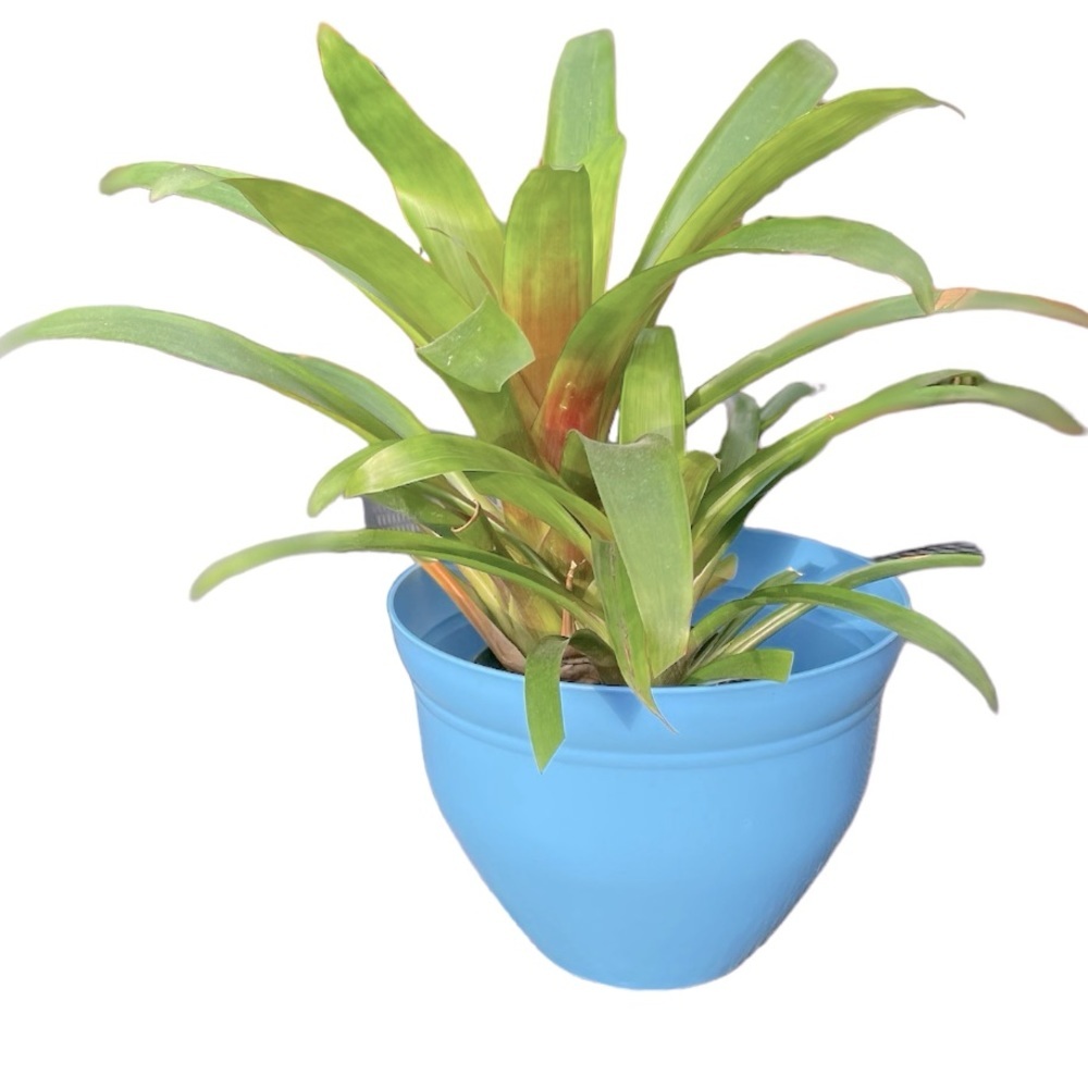 ๐ซ NWT Periwinkle Blue 10โ Planter Flower Pot - Picture 3 of 11